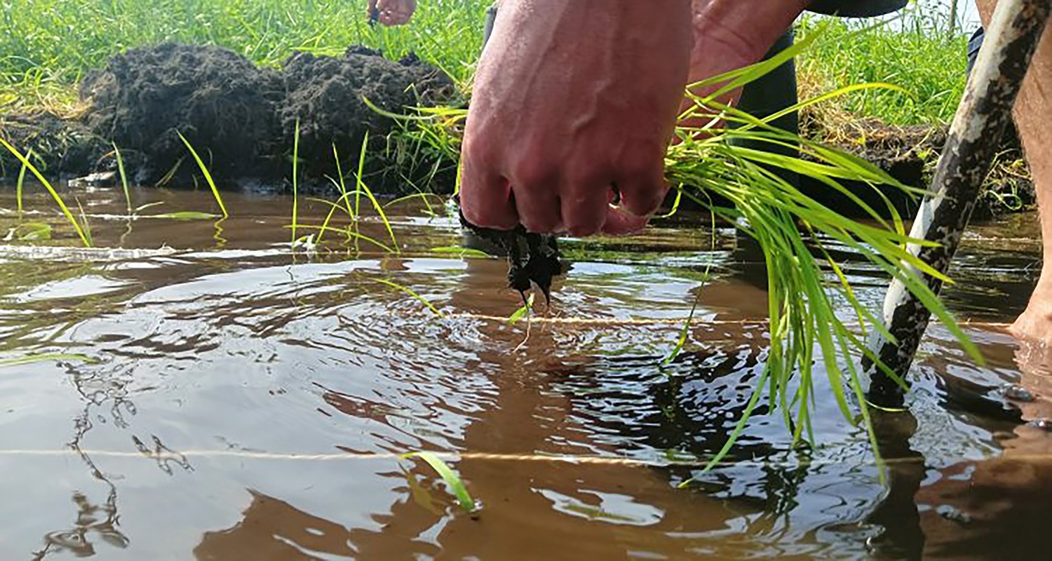  Rice experiment in the Netherlands