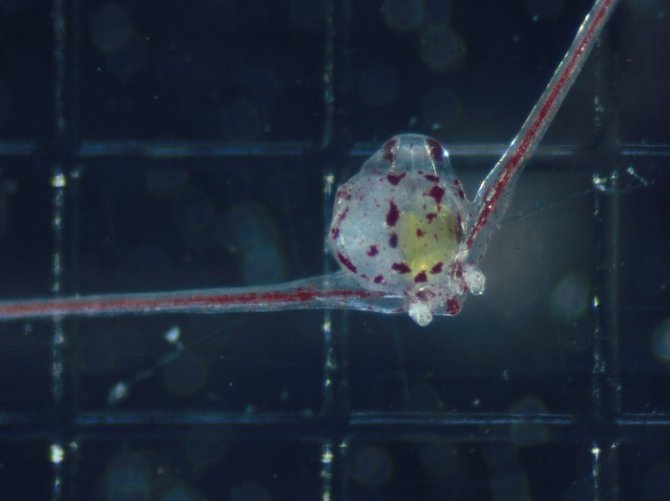 Cultured Diadema larvae at 35 days post fertilization that is ready to go through metamorphosis and transform into a small sea urchin (squares are 1 mm).