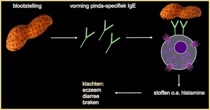 Pindareactie