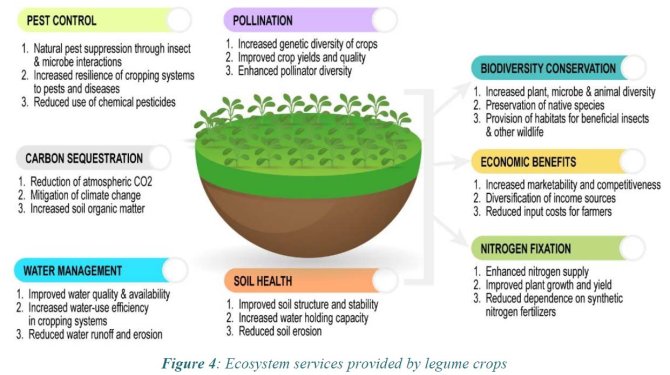Figure 4: Ecosystem services provided by Legume crops. Pest control (Natural pest suppression through insect & microbe interactions. Increased resillience of cropping systems to pests and diseases. Reduced use of chemical pesticides.) Pollination (Increased genetic diversity of crops. Improved crop yields and quality. Enhanced pollinator diversity.) Carbon sequestration (Reduction of atmospheric CO2. Mitigation of climate change. Increased soil organic matter.) Water management (improved water quality & availability. Increased water-use efficiency in cropping systems. Reduced water runoff and erosion.) Soil Health (Improved soil structure and stability. Increased water holding capacity. Reduced soil erosion.) Biodiversity conservation (Increased plant, microbe & animal diversity. Preservation of native species. Provision of habitats for beneficial insects & other wildlife.) Economic benefits (Increased marketability and competitiveness. Diversification of income sources. Reduced input costs for farmers.) Nitrogen Fixation (Enhanced nitrogen supply. Improved plant growth and yield. Reduced dependence on synthetic nitrogen fertilisers.)