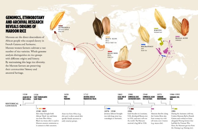 Infographic origin Maroon rice, illustrator: Steffie Padmos