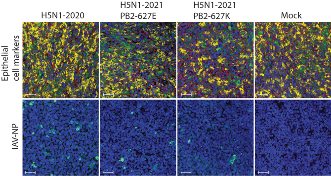 Three days post inoculation the infected bovine cells were still detectable by immunofluorescent staining