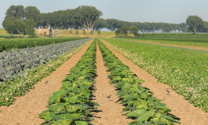 Crop diversity at Bijovera