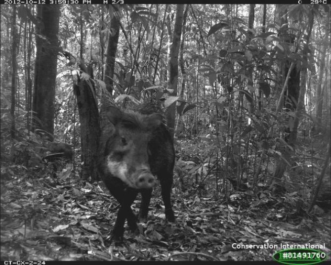 Peccaries are lunar philic and shift their activity towards nights with high lunar illumination. Taken by a wildlife camera. Credit: TEAM - Tropical Ecology Assessment and Monitoring Network.