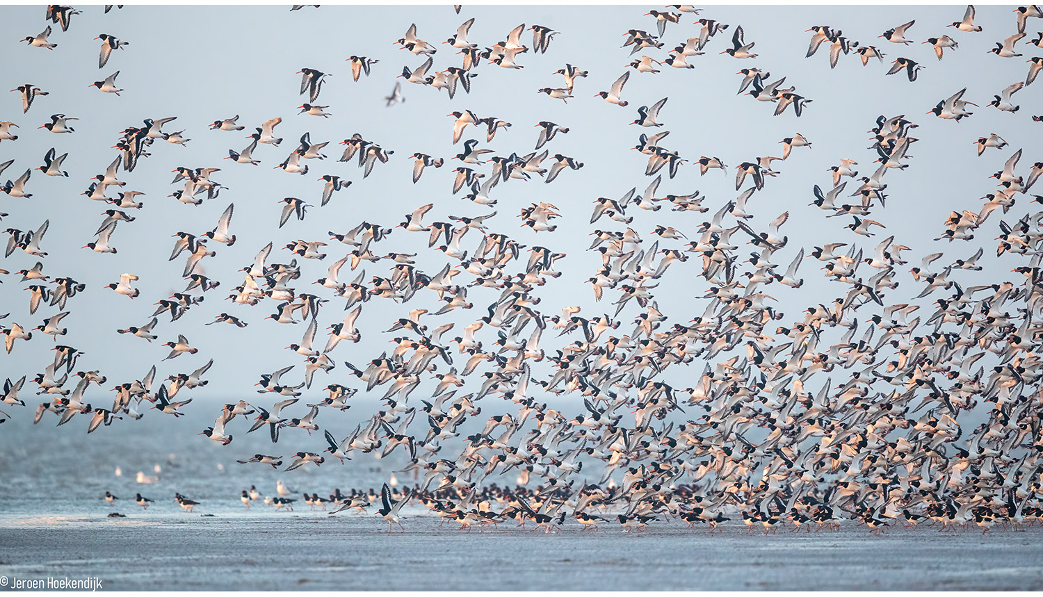 The North Sea has become an 'anthropogenic sea'. Image: Jeroen Hoekendijk