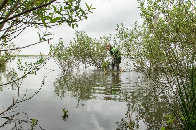 Bemonstering met het ravonnet tussen de wilgen (Foto: Joep de Leeuw)