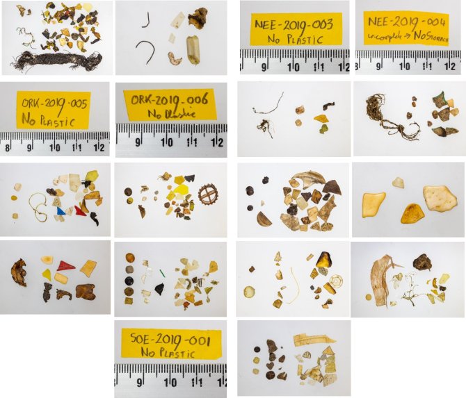 Of 18 samples in the report, one did not have a proper stomach. Plastics were found in 13 of the remaining 17 stomachs (76%) which is a relatively clean score for the North Sea.