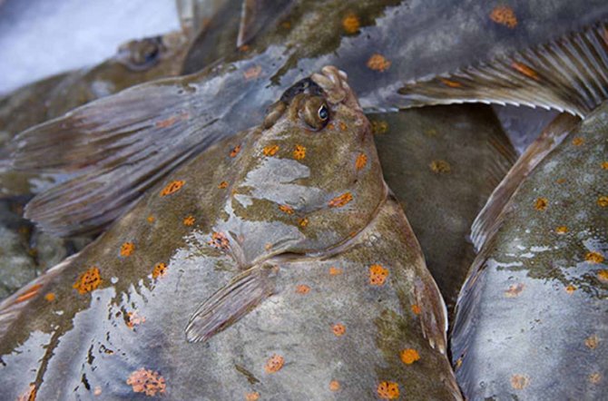 The Netherlands has the largest fisheries for flatfish in Europe.