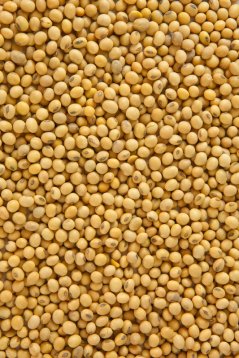 Soybeans