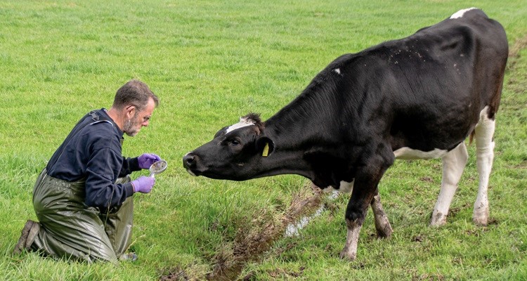 Adriaan Antonis of Wageningen Bioveterinary Research performs a field study into the liver fluke snail that thrives in wet grassland and poses a health risk to cows