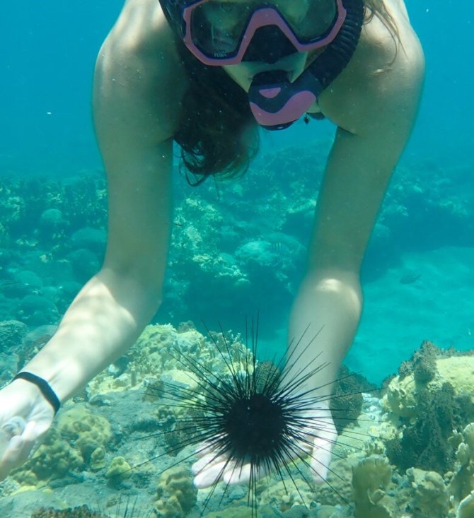 Britt holding a D. antillarum urchin underwater.