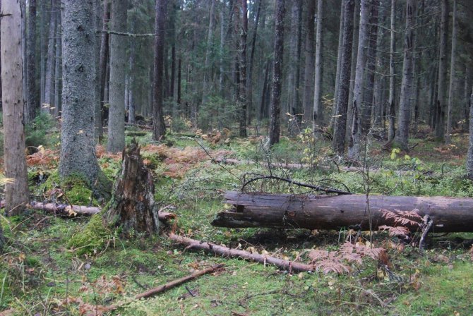 Saarema primary forest, Boreal biogeographical region