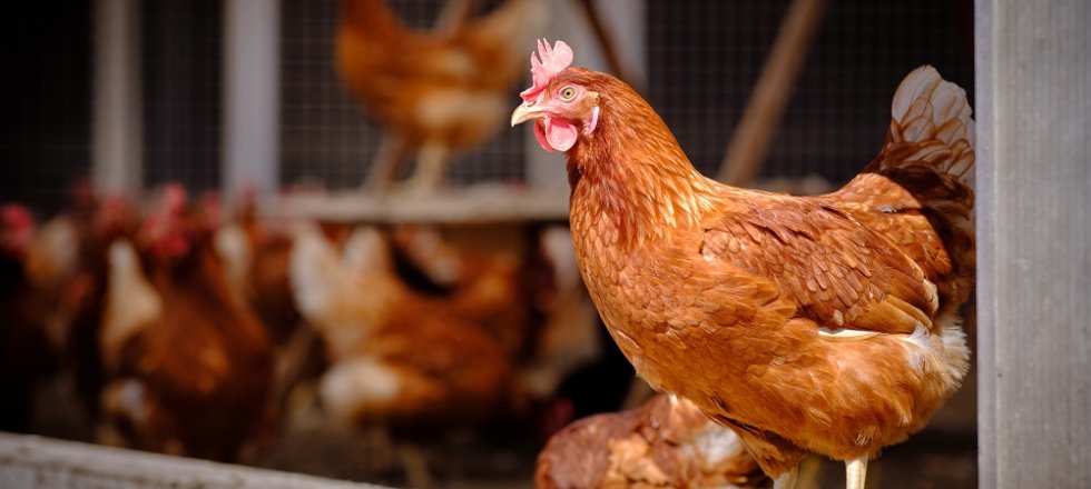 Onderzoek naar dierenwelzijn en gezondheid