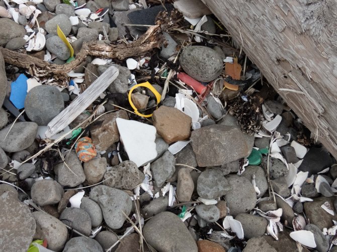 Plastic and debris in Arctic fox poo in Iceland - WUR