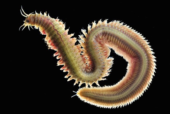 The development of a sole diet based on the composition of ragworm - WUR