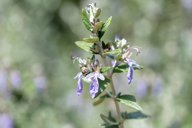 Voorbeeld uit de verhaallijn Kringlooplandbouw en circulaire economie: een foto van lupine als eiwitrijk gewas in het kader van eiwit van eigen land.