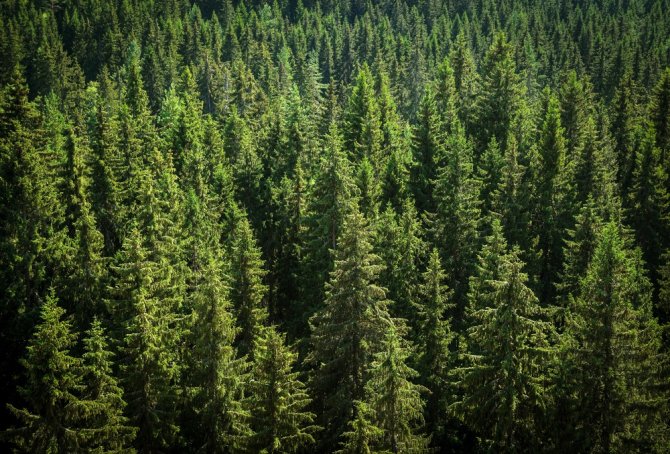 The Norway spruce provides us with wood for construction, but the trees are vulnerable to the bark beetle, which damages their wood and health.