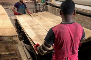 The production of palm veneer