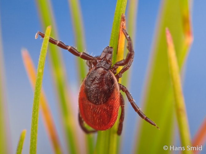 Female sheep tick. Photo: Hans Smid