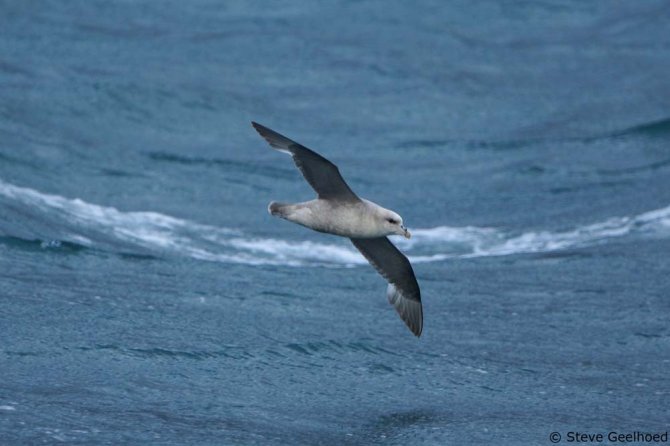 Noordse stormvogel (Foto: Steve Geelhoed)