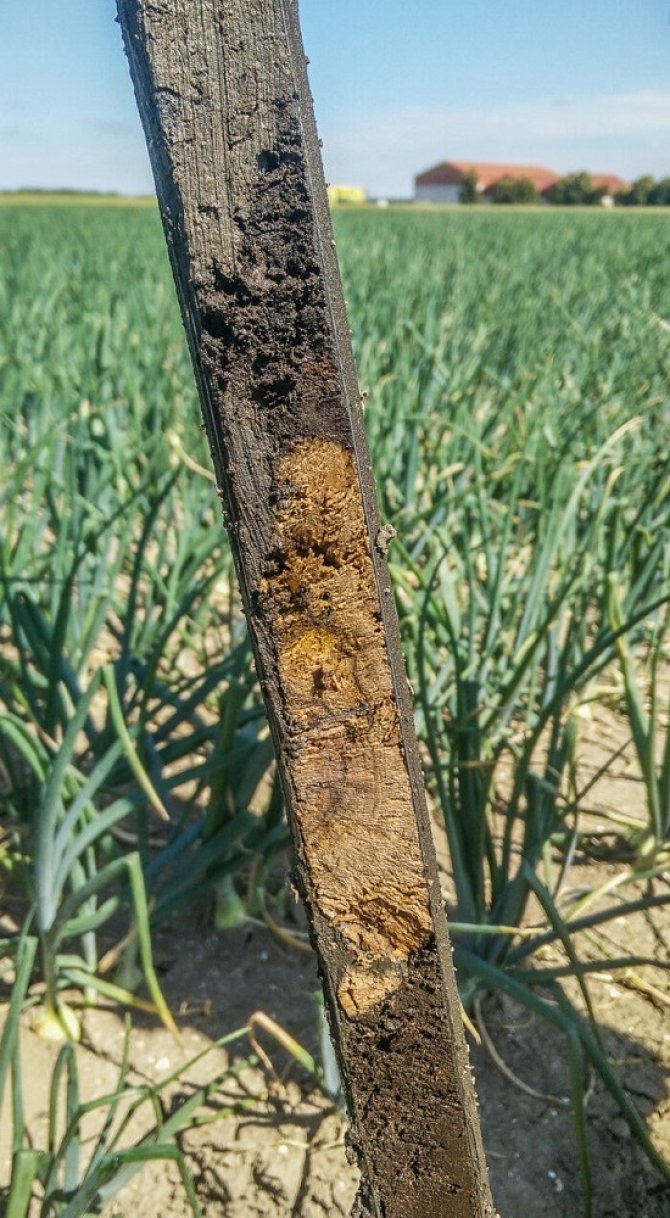 Veen in een guts, opgeboord in Flevoland. Er zitten houtresten in het veen (kinehout). (Foto: Paul Gerritsen)