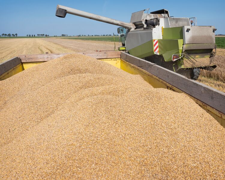 Grain harvest