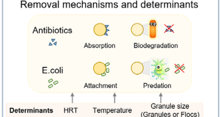 The Fate And Removal Of Antibiotics And Antibiotic Resistance In ...