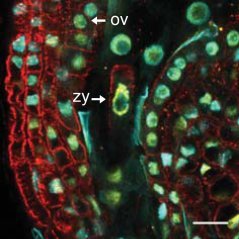 Figure 1. Visualization of Transcription in Zygotes with Expansion Microscopy. Expansion microscopy image of RNAPII Ser2P (yellow; indicates elongating RNAPII) with tubulin (red) and DAPI-stained nuclei (cyan). ov, ovule/seed tissue; zy, zygote. Scale bars represent 20 µm.