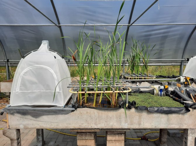 A research set-up for excess sludge degradation. Non-biting midge larvae on the left, cattail and duckweed ferns on the right. 