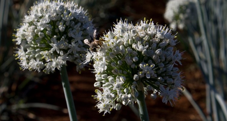 Seed production