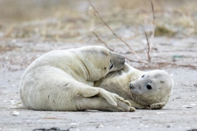 De twee pups spelen continu met elkaar. Foto: Jeroen Hoekendijk