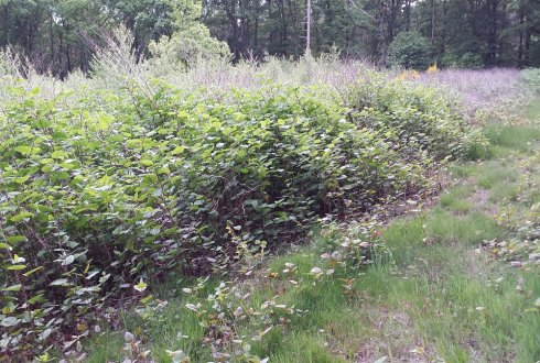 Heating soil successful in combating Japanese knotweed