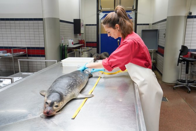 Onderzoek door Universiteit Utrecht aan een in de Westerschelde gestrande gewone zeehond, oktober 2023. Credits: Jelle Boontje