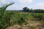 Palm oil cultivation typical of some communities in the study site. This picture was taken in the community of Chajul. In the background a conserved forest can be appreciated