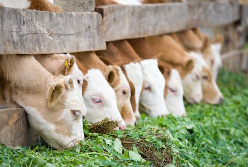 Centre for Animal Nutrition News - WUR