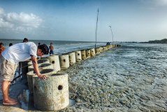 Hoe oesters sterke kusten bouwen