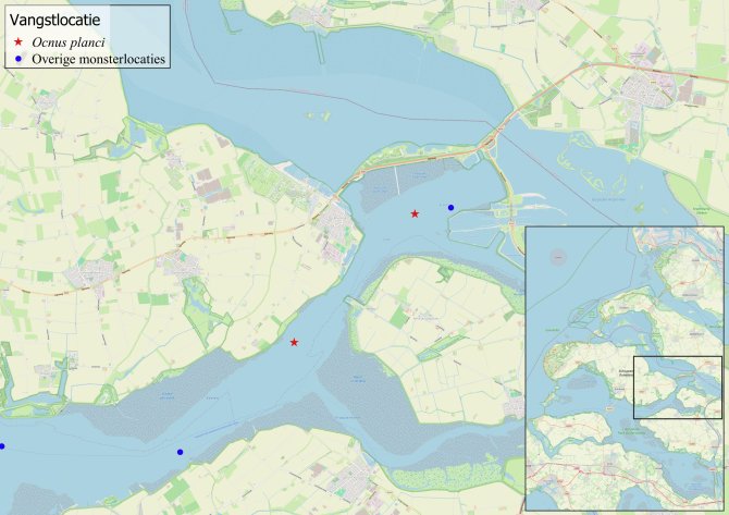 Kaart met voorkomen van de Ocnus planci in de Oosterschelde tijdens de Demersal Fish Survey 2024. Credits: Wageningen Marine Research