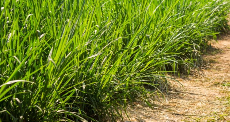 elephant-grass-production-in-kenia-and-valorization-towards-fodder-and