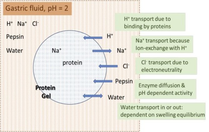 Call For Partners In Silico Digestion Of Food And Their Metabolic Responses Wur