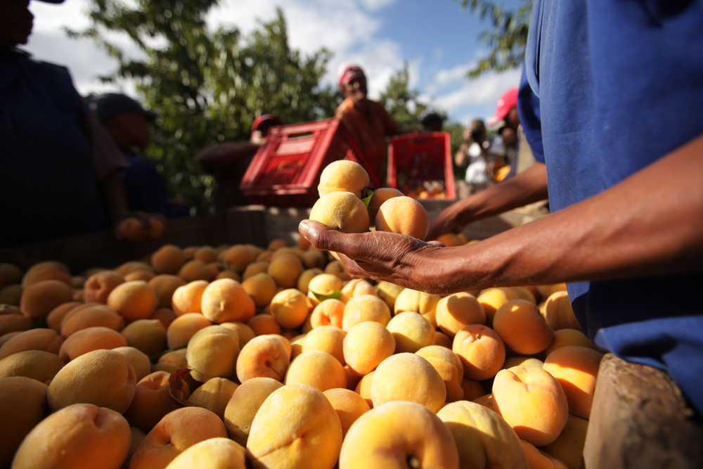 Fruit uit Zuid-Afrika