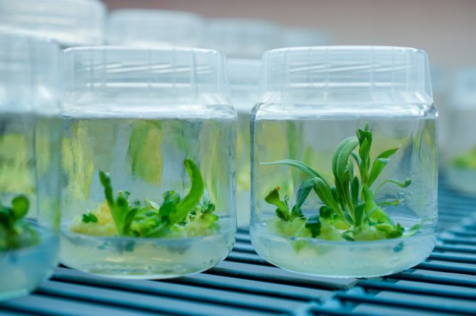 Tijdens weefselkweek groeien wetenschappers cellen of stukjes plant in een steriele omgeving uit tot een nieuwe plant.