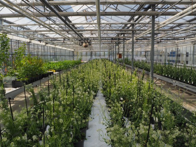 jitpanu greenhouse.JPG