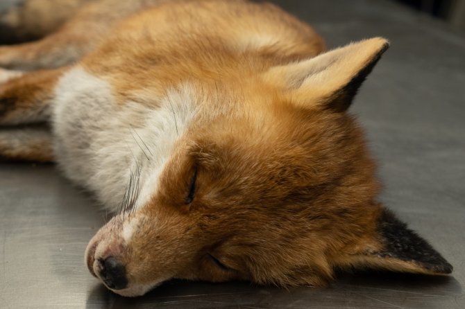 One of the infected foxes that WBVR examined
