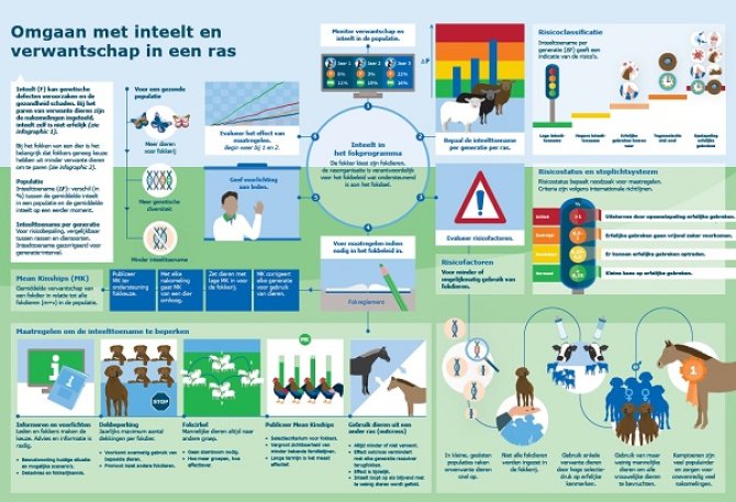 Infographic 3: Omgang met inteelt en verwantschap in een ras