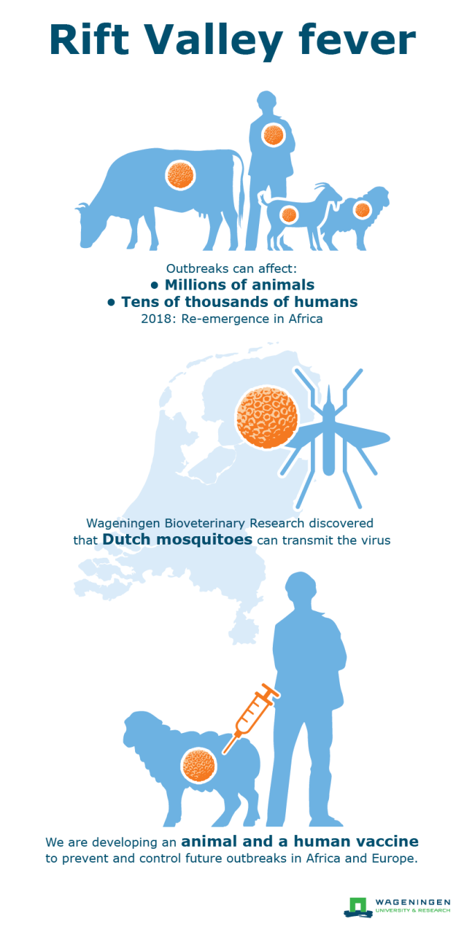 Rift Valley fever, riftdalkoorts infographic