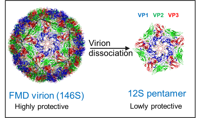 Illustration of dissociation of 146S into 12S particles 