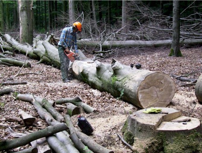 Taking stem disks by using a chainsaw 