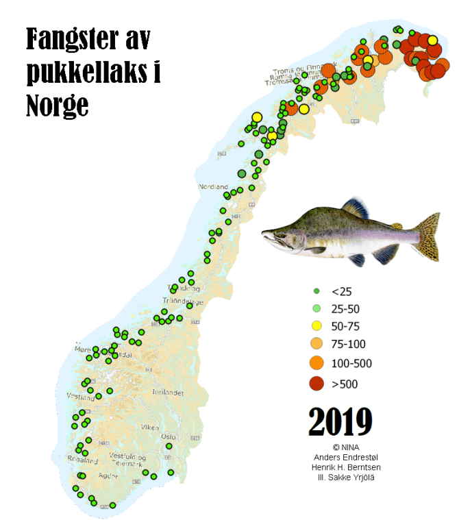 Toename van het aantal gevangen bultrugzalmen in Noorwegen in 2019