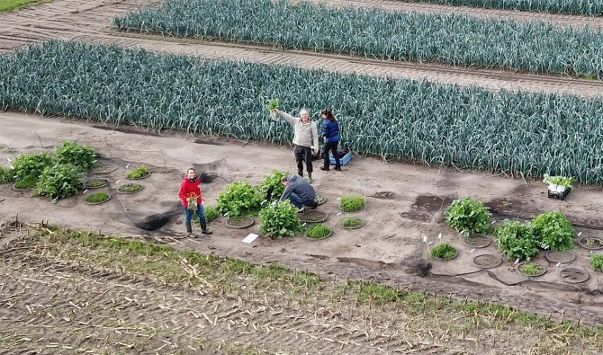 Bemonstering van gewas en bodem