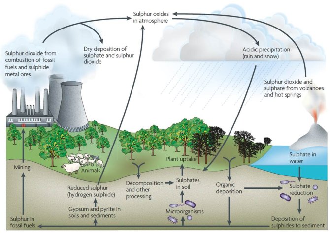 Figure: Illustration of the sulfur cycle. Obtained from Muyzer and Stams 2008